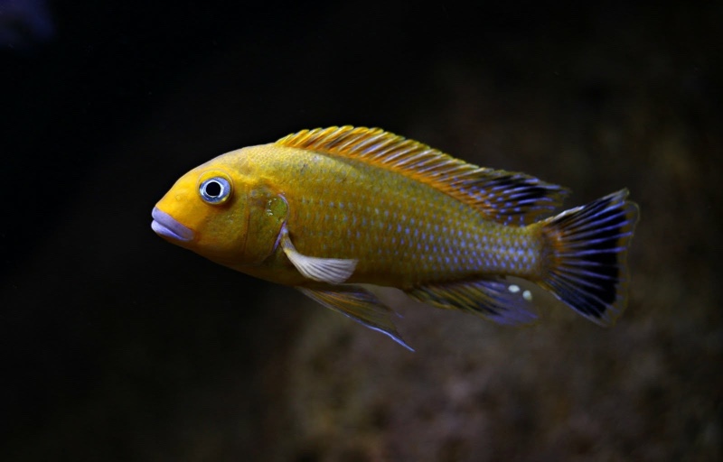 Pseudotropheus sp. 'williamsi north' Makonde
